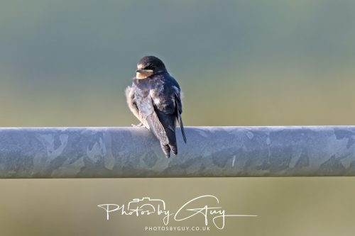 21 June 2026 - Parkside, West Cumbria -juvinile Swallow