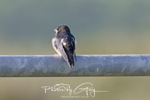 21 June 2026 - Parkside, West Cumbria -juvinile Swallow