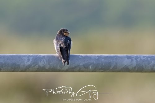 21 June 2026 - Parkside, West Cumbria -juvinile Swallow