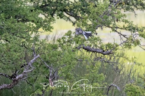21 June 2026 - Parkside, West Cumbria - Pied Wagtail