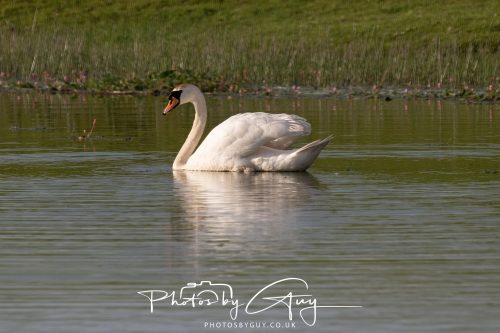 21 June 2026 - Parkside, West Cumbria - Mute Swan
