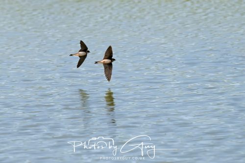 21 June 2026 - Parkside, West Cumbria - Swallows