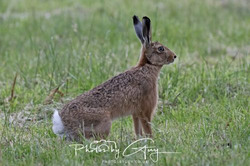 22 June 2026 - West Cumbria - Hare