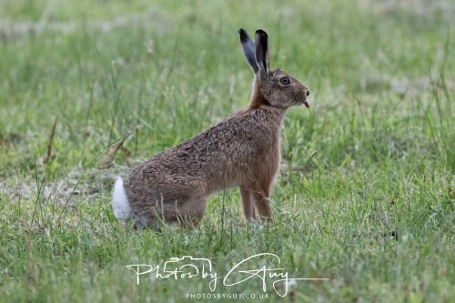 22 June 2026 - West Cumbria - Hare