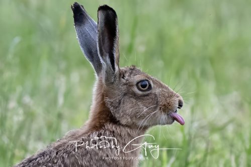 22 June 2026 - West Cumbria - Hare