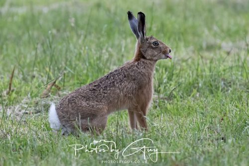 22 June 2026 - West Cumbria - Hare