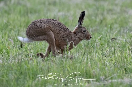 22 June 2026 - West Cumbria - Hare