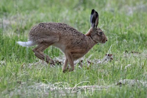 22 June 2026 - West Cumbria - Hare