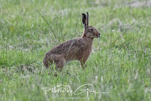 22 June 2026 - West Cumbria - Hare