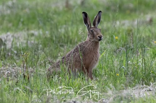 22 June 2026 - West Cumbria - Hare