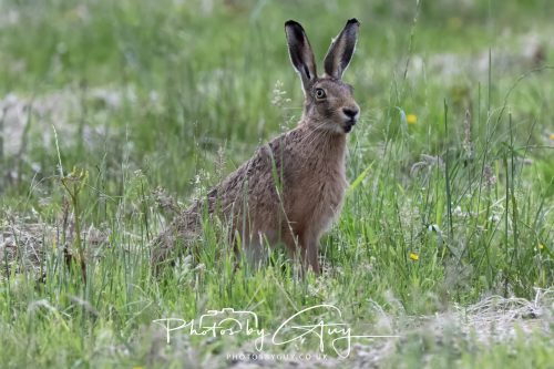 22 June 2026 - West Cumbria - Hare