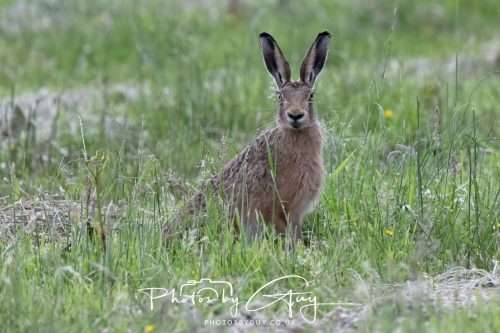 22 June 2026 - West Cumbria - Hare