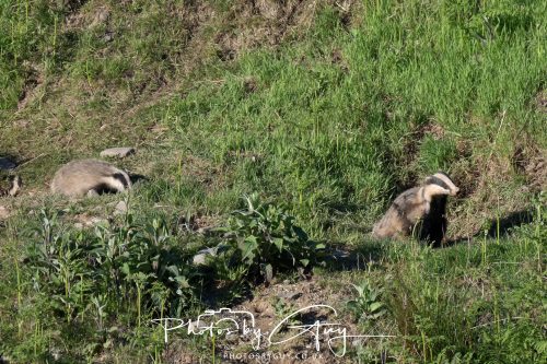 24 May 2026 - West Cumbria - Male and Female adult Badgers with five cubs 
