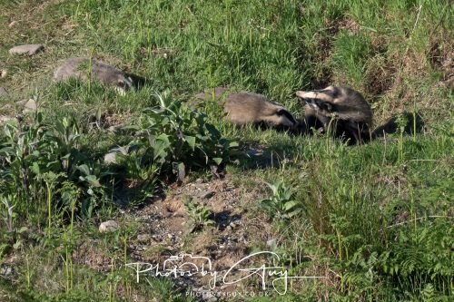 24 May 2026 - West Cumbria - Male and Female adult Badgers with five cubs 