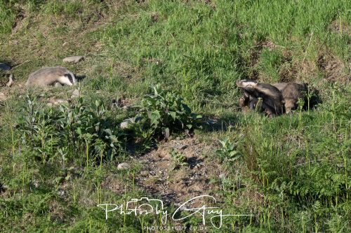 24 May 2026 - West Cumbria - Male and Female adult Badgers with five cubs 
