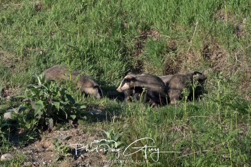 24 May 2026 - West Cumbria - Male and Female adult Badgers with five cubs 