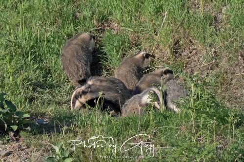 24 May 2026 - West Cumbria - Male and Female adult Badgers with five cubs 