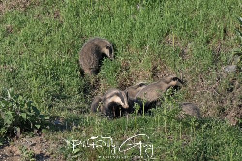 24 May 2026 - West Cumbria - Male and Female adult Badgers with five cubs 
