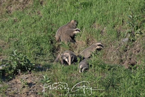 24 May 2026 - West Cumbria - Male and Female adult Badgers with five cubs 