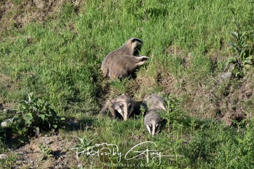 24 May 2026 - West Cumbria - Male and Female adult Badgers with five cubs 