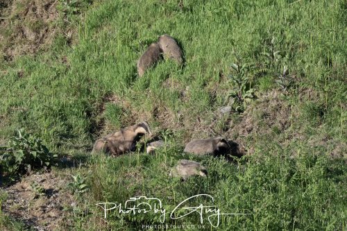 24 May 2026 - West Cumbria - Male and Female adult Badgers with five cubs 