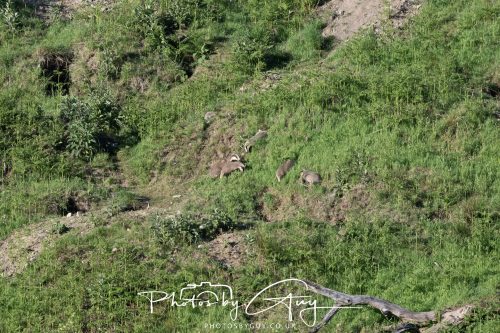24 May 2026 - West Cumbria - Male and Female adult Badgers with five cubs 