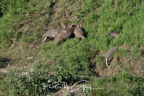 24 May 2026 - West Cumbria - Male and Female adult Badgers with five cubs 