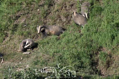 24 May 2026 - West Cumbria - Male and Female adult Badgers with five cubs 