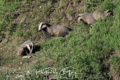 24 May 2026 - West Cumbria - Male and Female adult Badgers with five cubs 