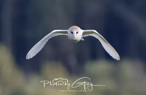 10 May 2026 - West Cumbria - Barn Owl hunting at dusk