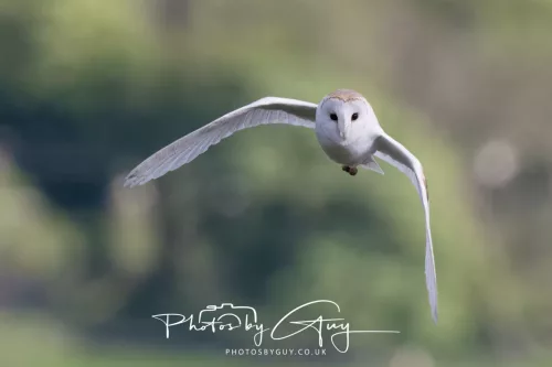 10 May 2026 - West Cumbria - Barn Owl hunting at dusk