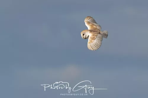 10 May 2026 - West Cumbria - Barn Owl hunting at dusk
