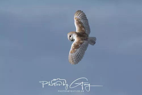 10 May 2026 - West Cumbria - Barn Owl hunting at dusk