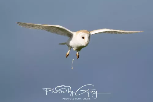 10 May 2026 - West Cumbria - Barn Owl hunting at dusk