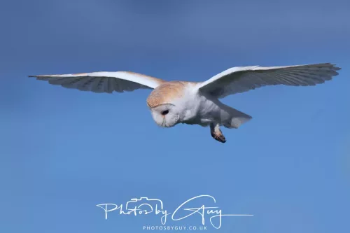 10 May 2026 - West Cumbria - Barn Owl hunting at dusk