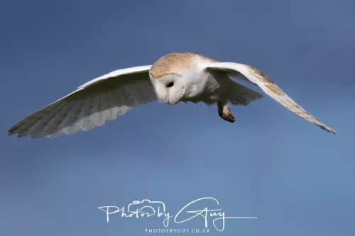 10 May 2026 - West Cumbria - Barn Owl hunting at dusk