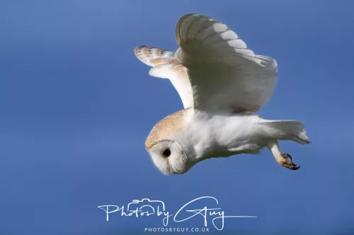 10 May 2026 - West Cumbria - Barn Owl hunting at dusk