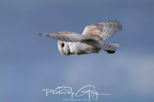 10 May 2026 - West Cumbria - Barn Owl hunting at dusk