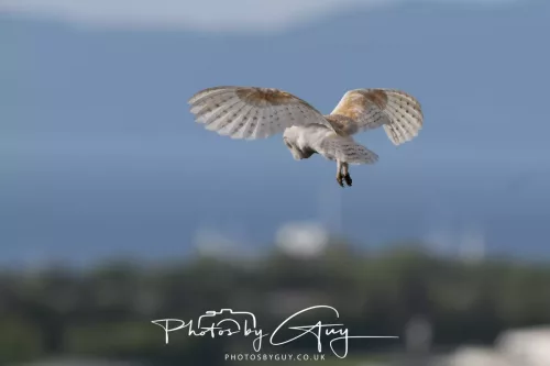10 May 2026 - West Cumbria - Barn Owl hunting at dusk