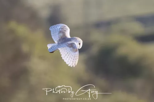 10 May 2026 - West Cumbria - Barn Owl hunting at dusk
