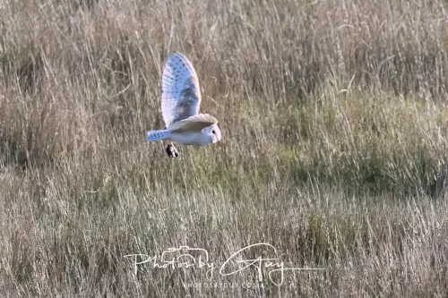 10 May 2026 - West Cumbria - Barn Owl hunting at dusk