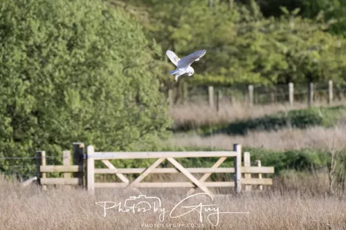 10 May 2026 - West Cumbria - Barn Owl hunting at dusk