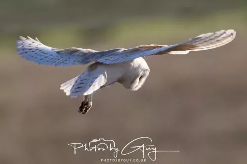 10 May 2026 - West Cumbria - Barn Owl hunting at dusk