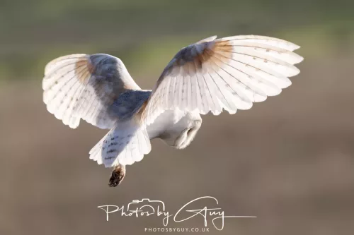 10 May 2026 - West Cumbria - Barn Owl hunting at dusk