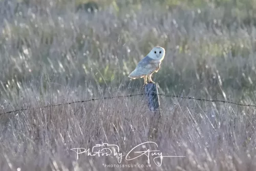 10 May 2026 - West Cumbria - Barn Owl hunting at dusk