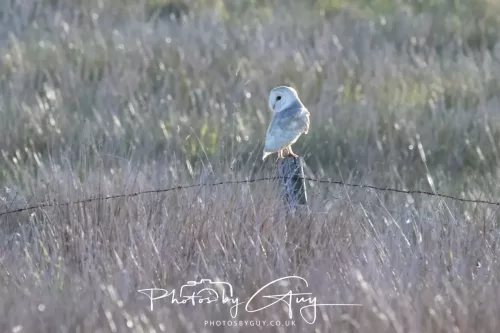 10 May 2026 - West Cumbria - Barn Owl hunting at dusk