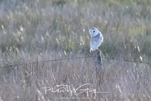 10 May 2026 - West Cumbria - Barn Owl hunting at dusk