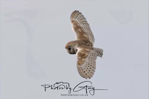 12 May 2026 - West Cumbria - Barn Owl