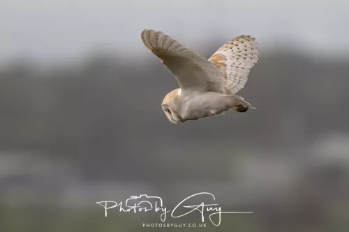 12 May 2026 - West Cumbria - Barn Owl