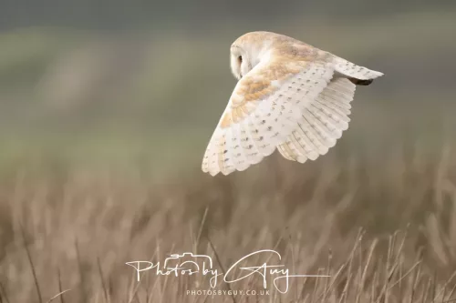 12 May 2026 - West Cumbria - Barn Owl
